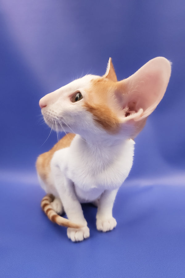 Hayo | Oriental Shorthair Kitten