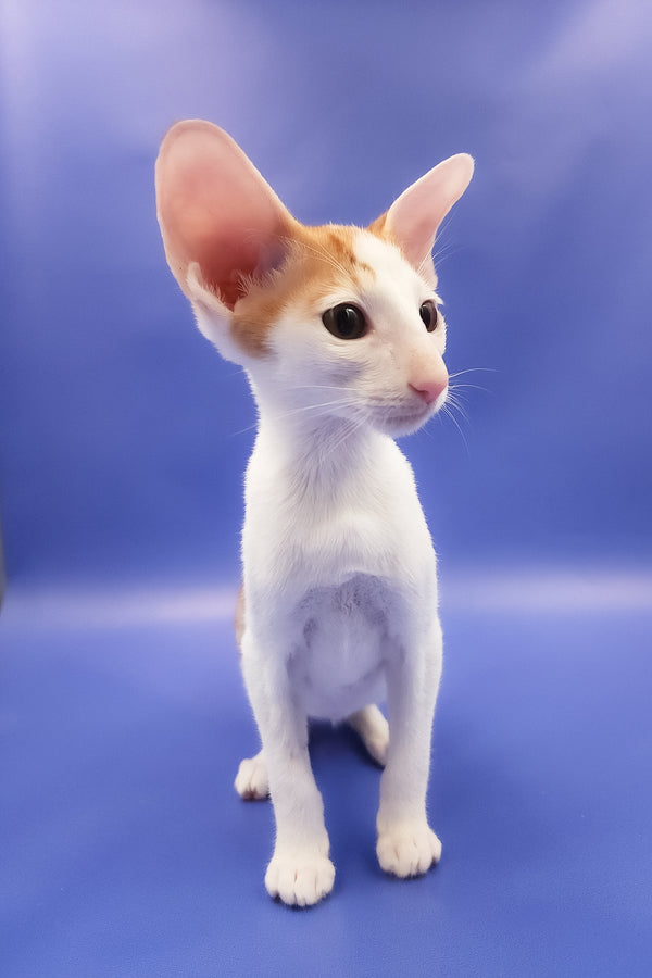 Hayo | Oriental Shorthair Kitten