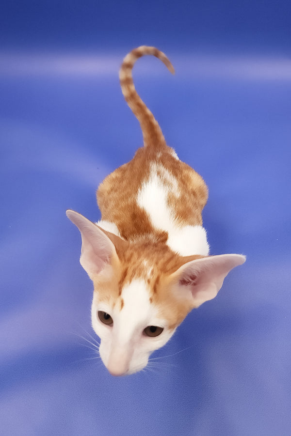 Hayo | Oriental Shorthair Kitten