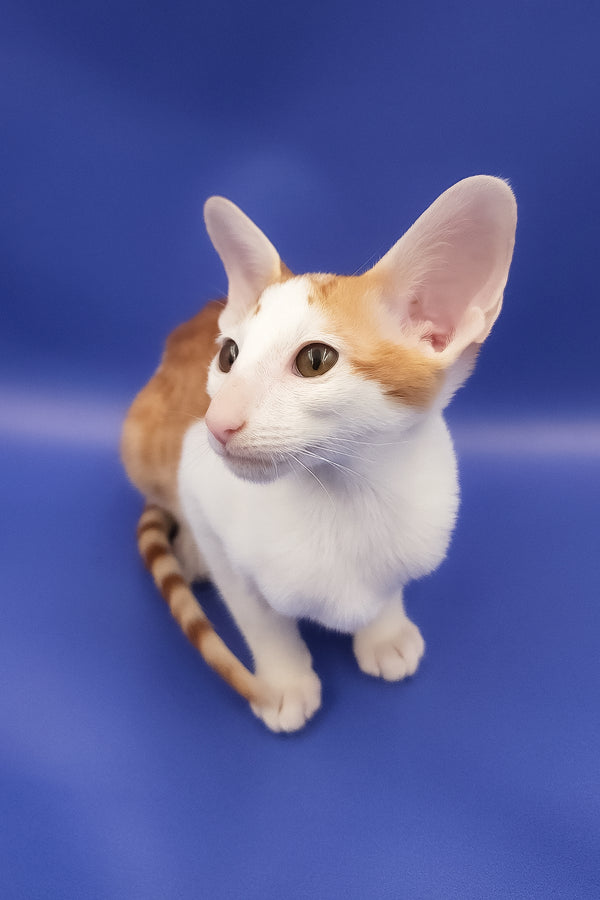 Hayo | Oriental Shorthair Kitten