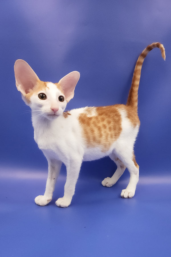Hayo | Oriental Shorthair Kitten