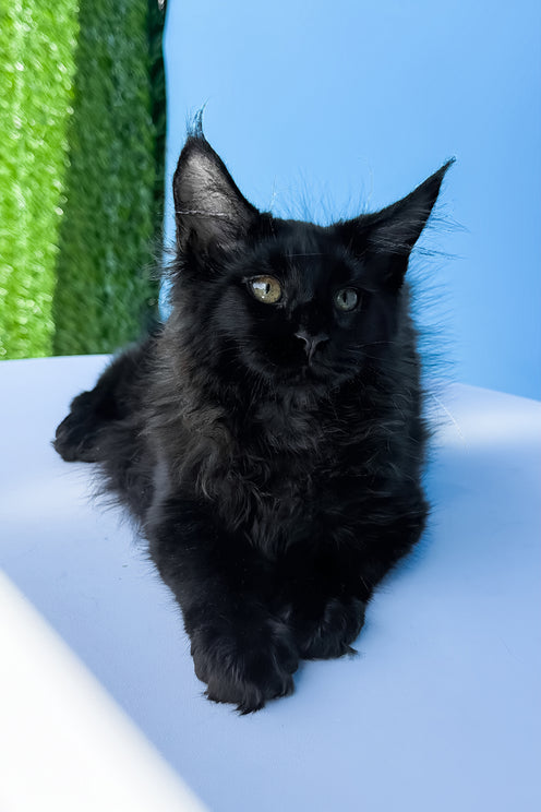 Henry | Maine Coon Kitten