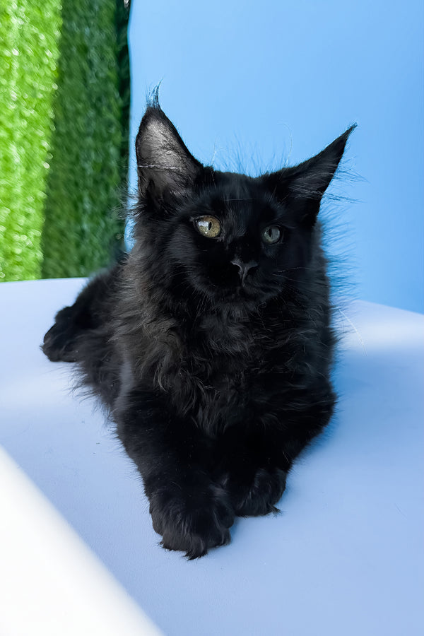 A fluffy black maine coon kitten with green eyes resting on white surface perfect for your adoption journey