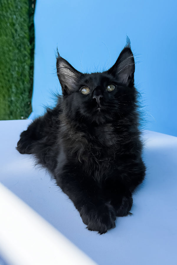 A fluffy black maine coon kitten with green eyes lounging on a light blue surface for adoption journey