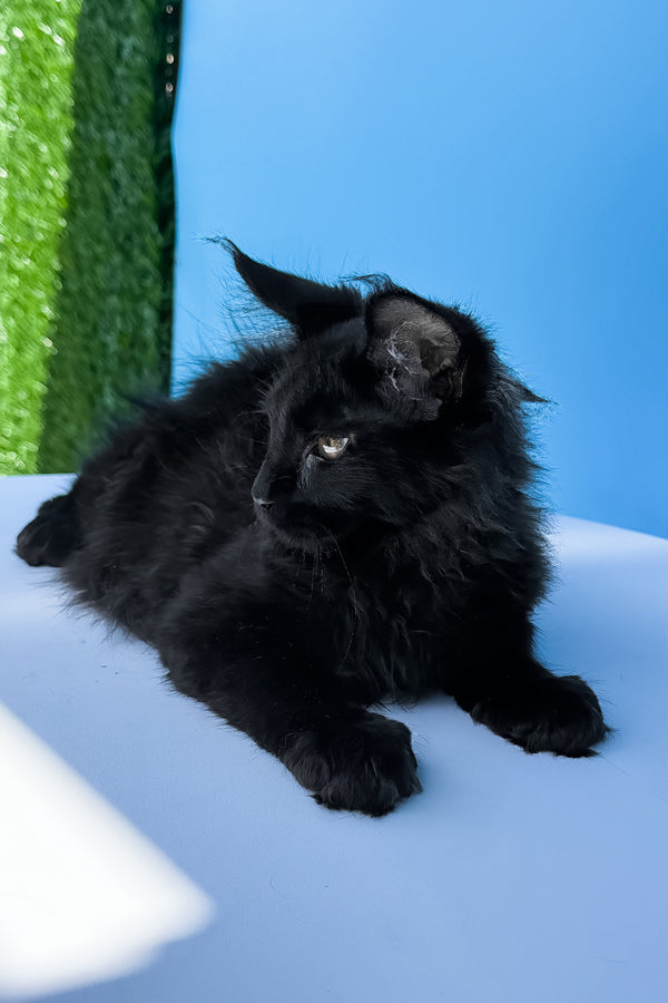 Henry the maine coon kitten with fluffy black fur and golden eyes resting on light blue surface for adoption journey