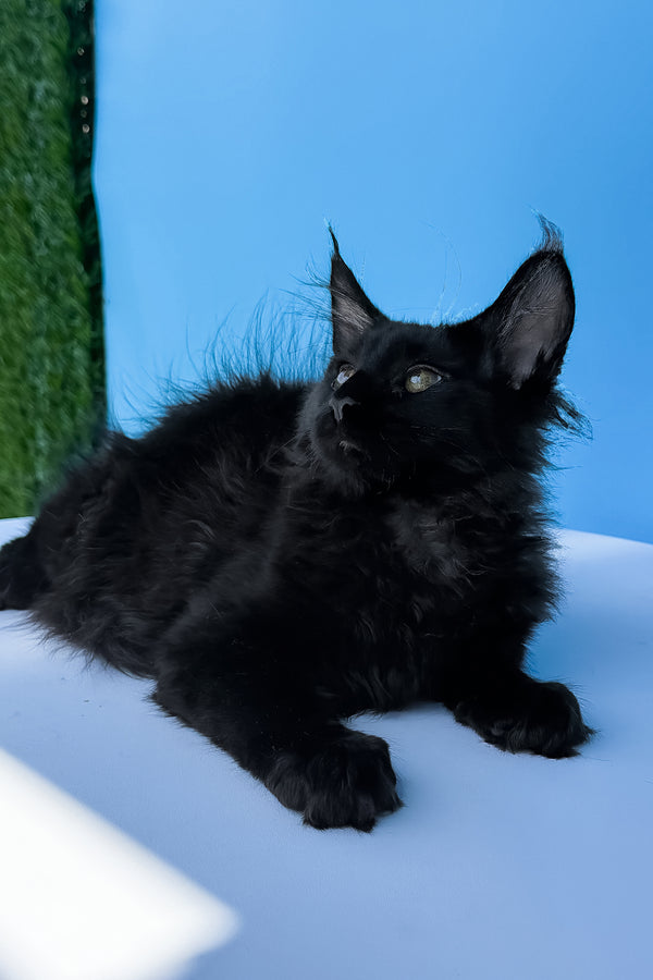 Henry maine coon kitten fluffy black with green eyes lounging on white surface perfect for adoption journey