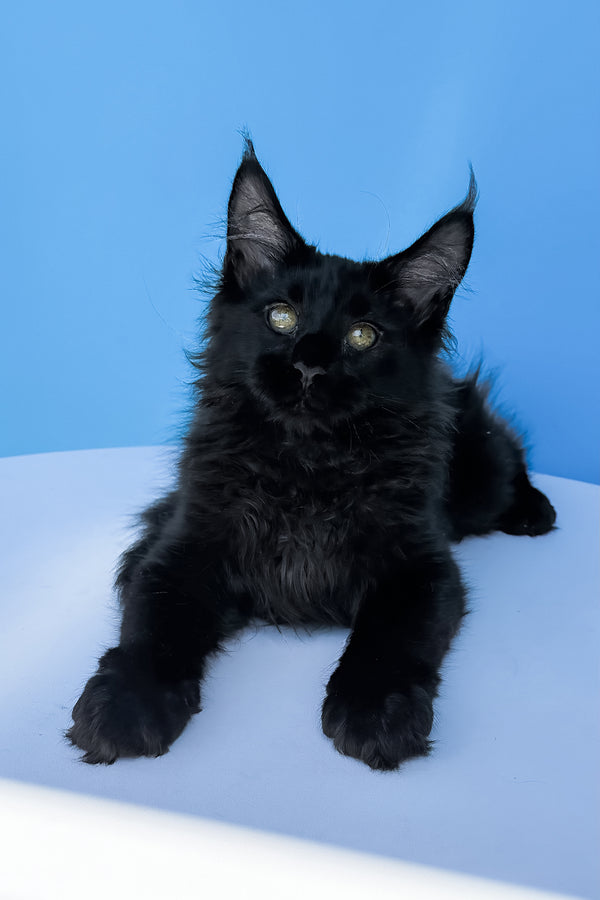 A fluffy black maine coon kitten named Henry with green eyes resting on white surface perfect for adoption journey
