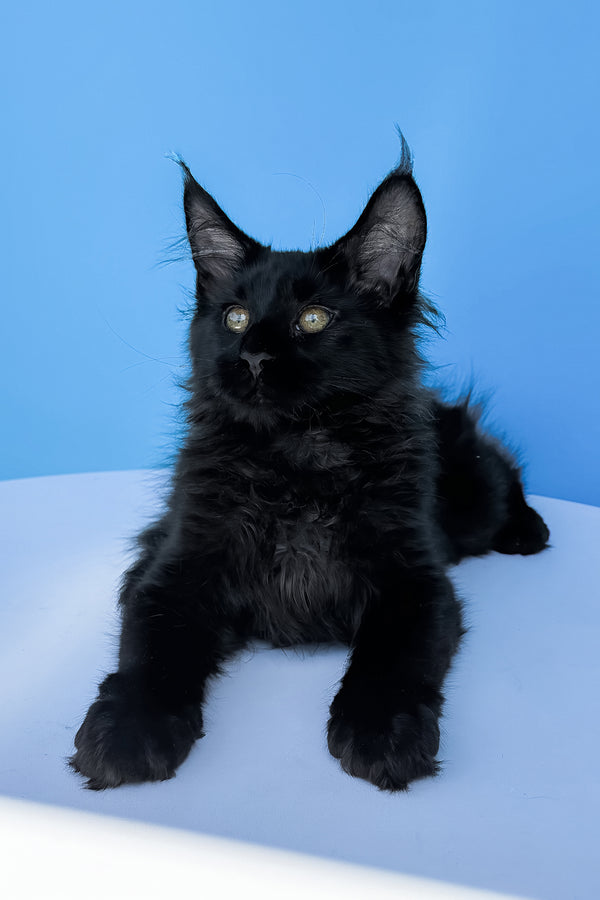 Henry maine coon kitten with fluffy black fur and green eyes lying on white surface for your adoption journey