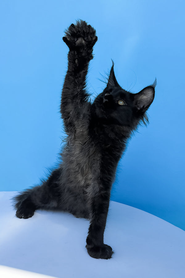 Henry maine coon kitten standing on hind legs with fluffy black fur perfect for your adoption journey