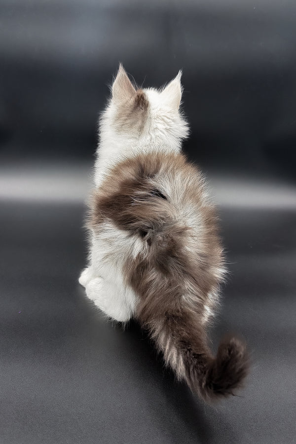 Hermes | Maine Coon Kitten