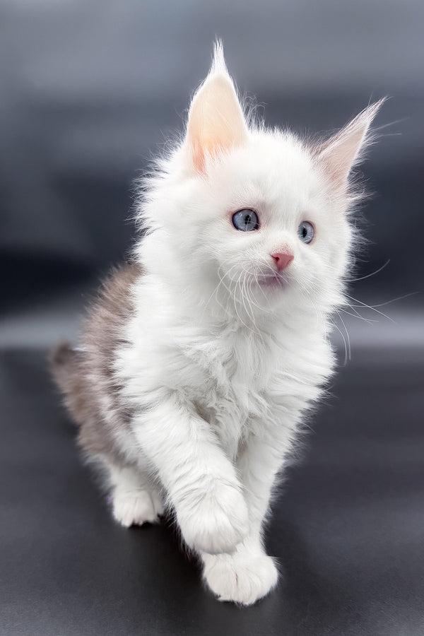 Hermes | Maine Coon Kitten