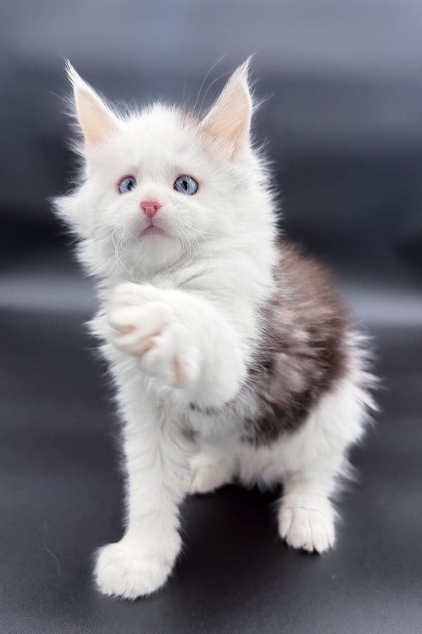 Hermes | Maine Coon Kitten