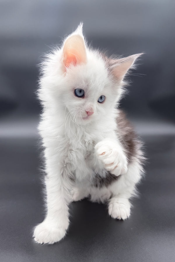 Hermes | Maine Coon Kitten
