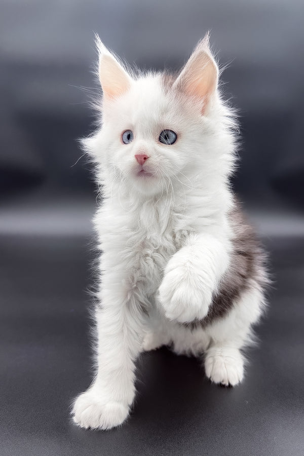 Hermes | Maine Coon Kitten