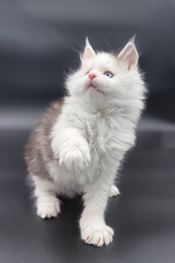 Hermes | Maine Coon Kitten