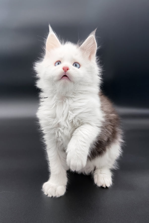 Hermes | Maine Coon Kitten
