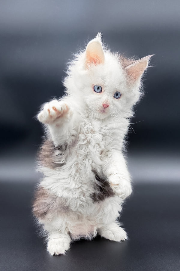 Hermes | Maine Coon Kitten