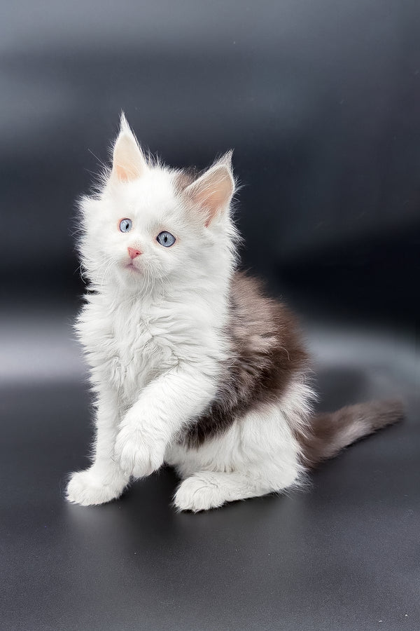 Hermes | Maine Coon Kitten
