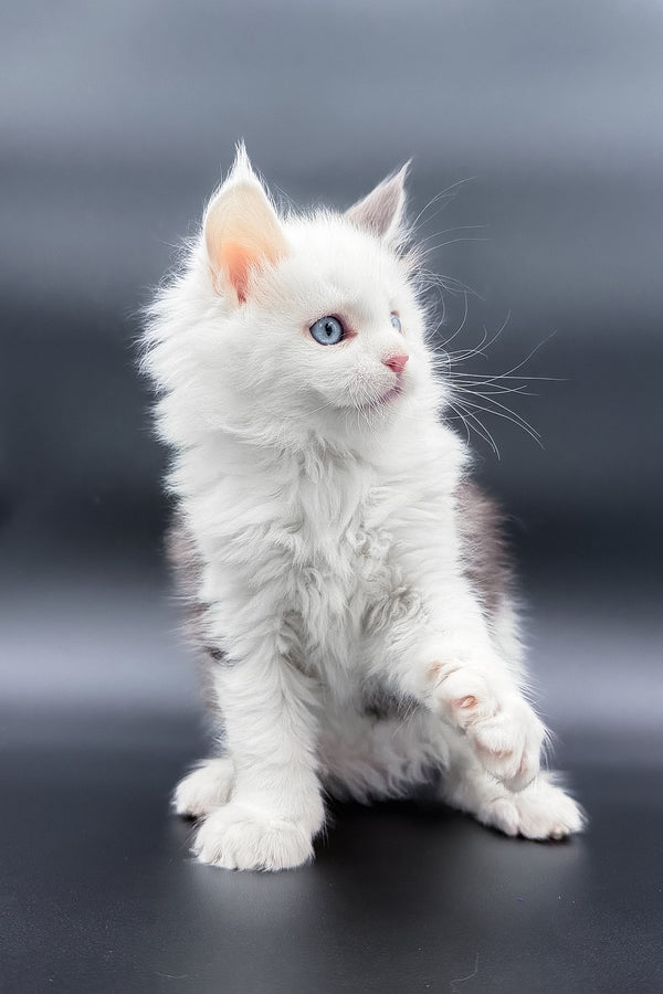 Hermes | Maine Coon Kitten