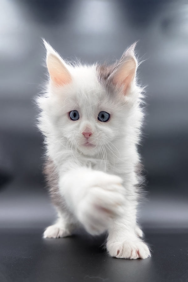 Hermes | Maine Coon Kitten