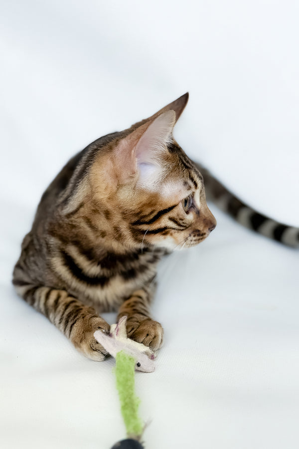 Hilda | Bengal Kitten