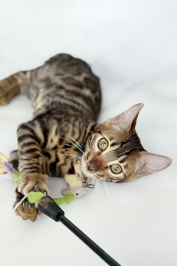 Hilda | Bengal Kitten