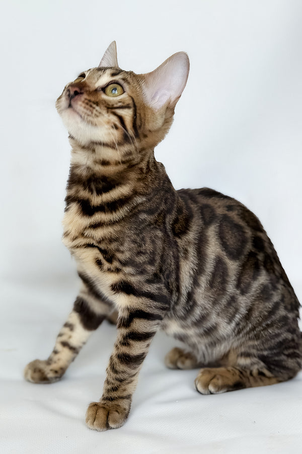 Hilda | Bengal Kitten