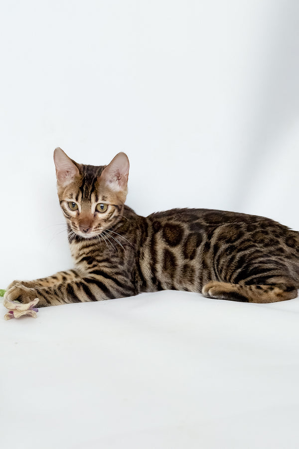 Hilda | Bengal Kitten