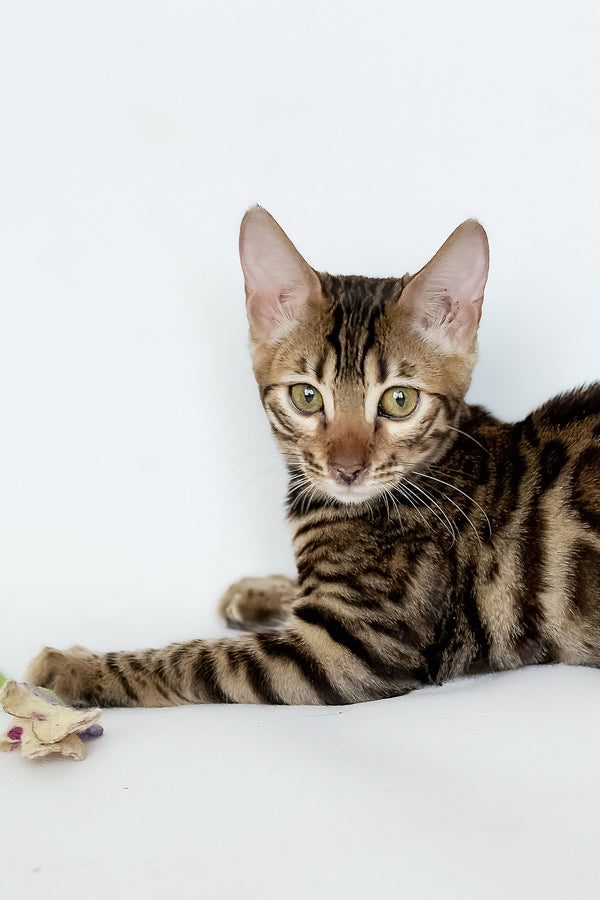 Hilda | Bengal Kitten