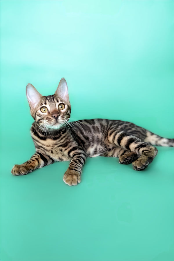 Hilda | Bengal Kitten