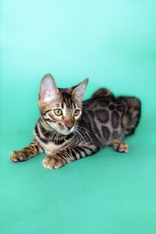 Hilda | Bengal Kitten