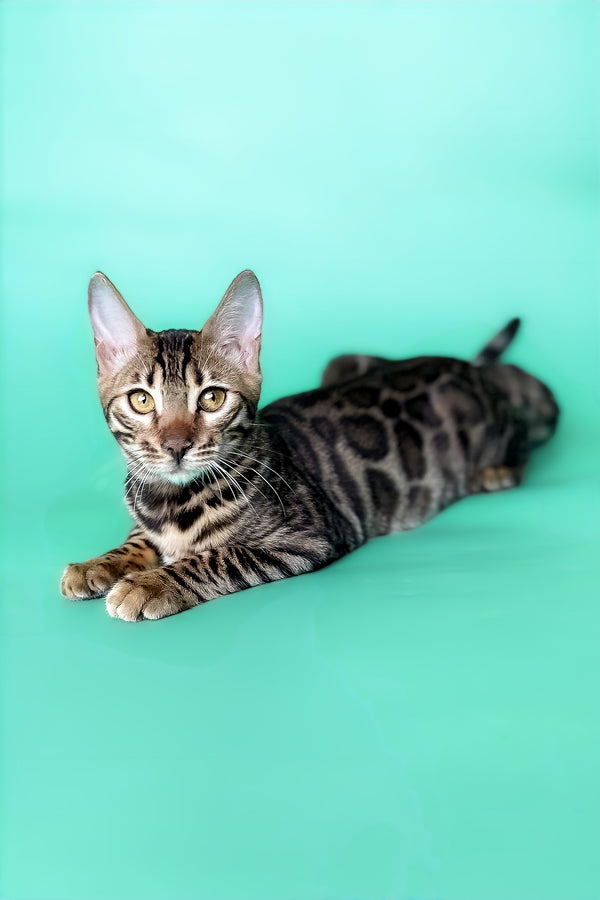 Hilda | Bengal Kitten