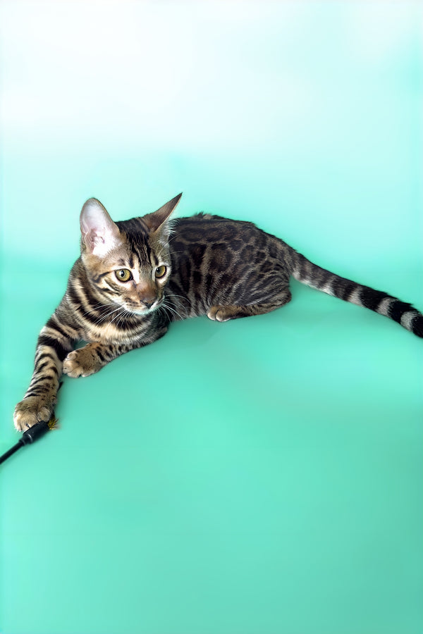 Hilda | Bengal Kitten