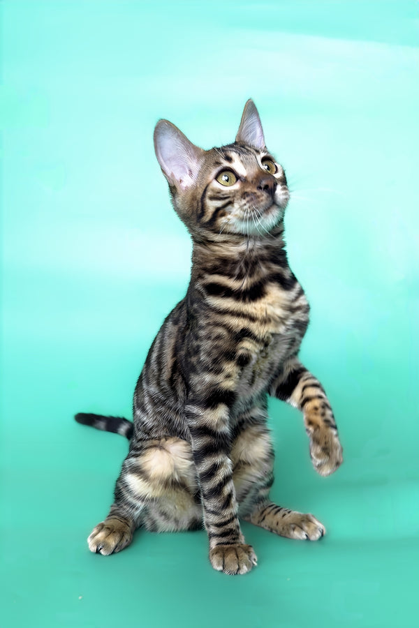 Hilda | Bengal Kitten