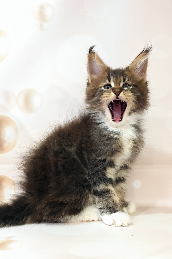 Hilton | Polydactyl Maine Coon Kitten