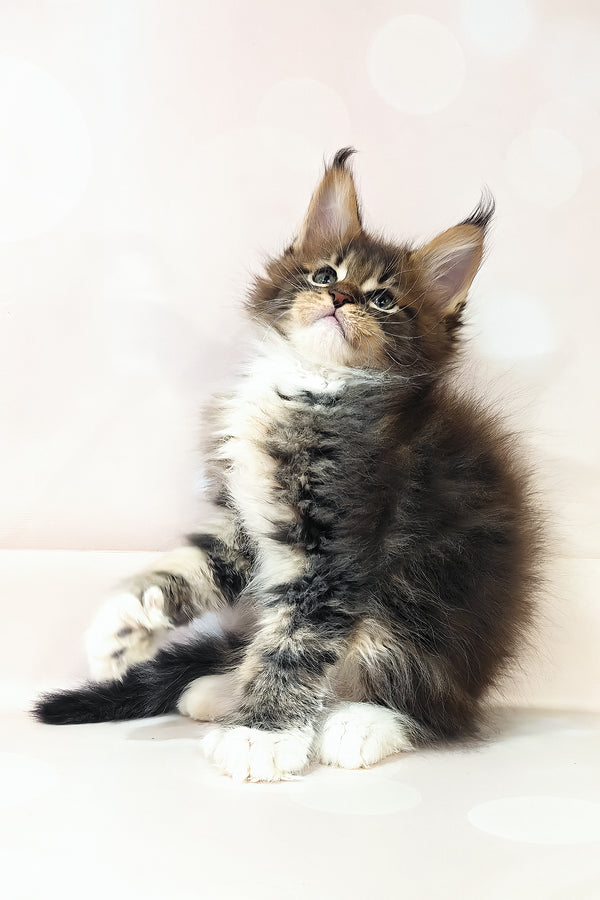Hilton | Polydactyl Maine Coon Kitten