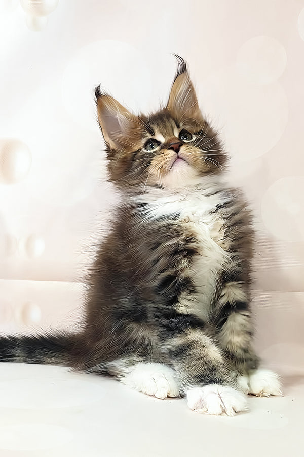 Hilton | Polydactyl Maine Coon Kitten