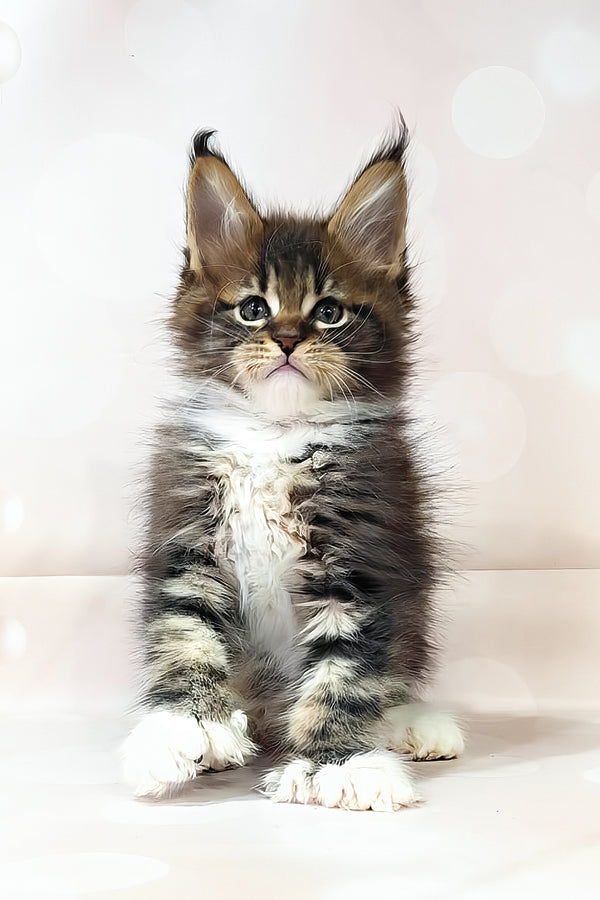 Hilton | Polydactyl Maine Coon Kitten