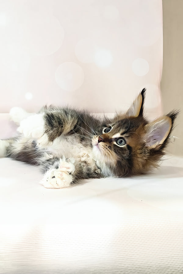 Hilton | Polydactyl Maine Coon Kitten
