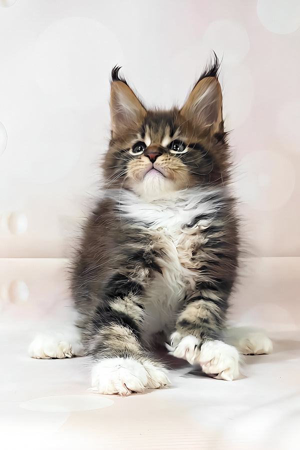 Hilton | Polydactyl Maine Coon Kitten