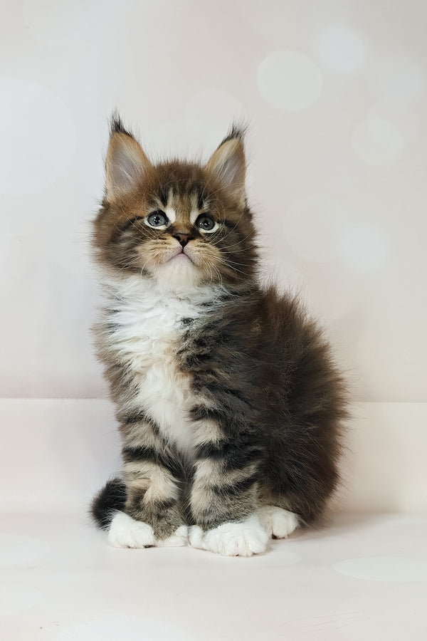 Hilton | Polydactyl Maine Coon Kitten