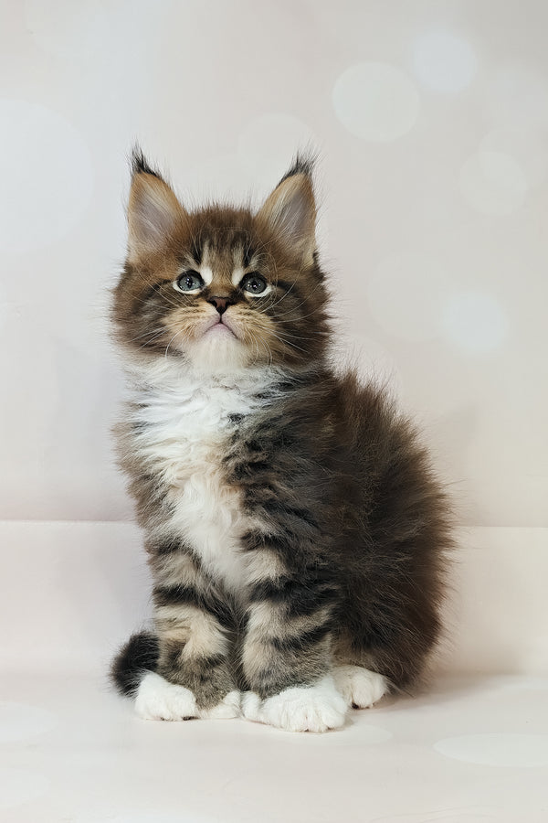 Hilton | Polydactyl Maine Coon Kitten