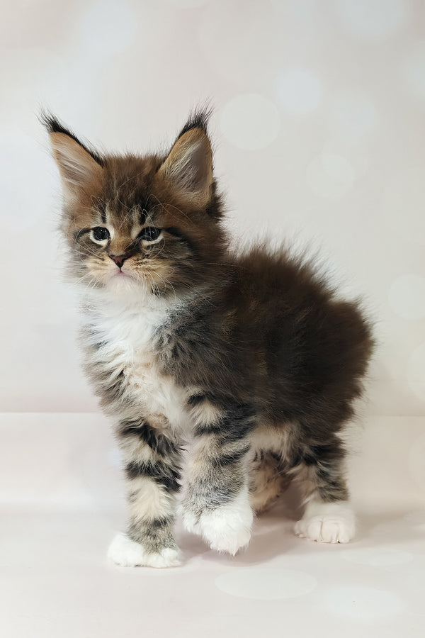 Hilton | Polydactyl Maine Coon Kitten