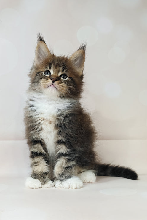Hilton | Polydactyl Maine Coon Kitten