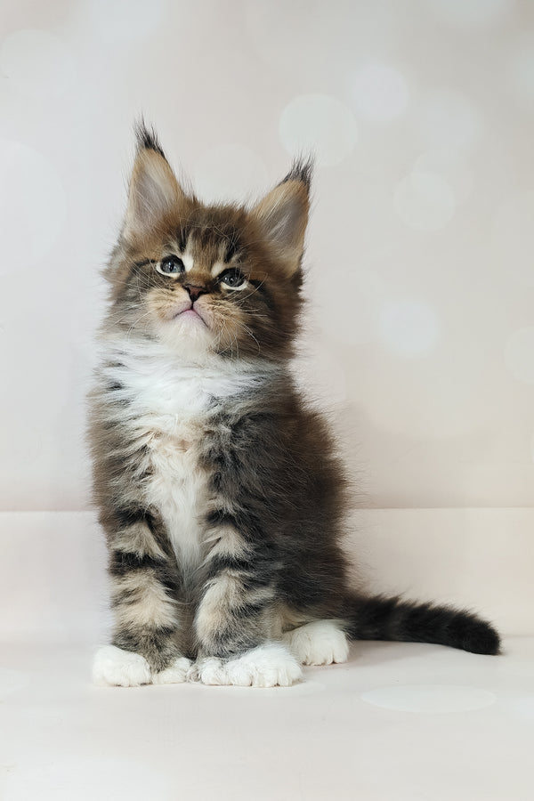 Hilton | Polydactyl Maine Coon Kitten