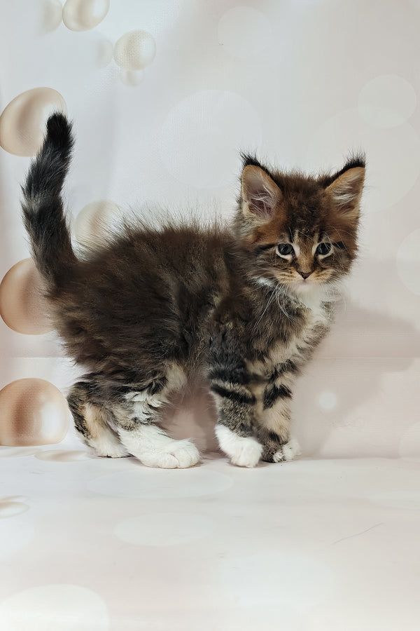 Hilton | Polydactyl Maine Coon Kitten