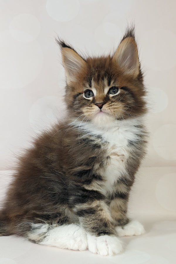 Hilton | Polydactyl Maine Coon Kitten