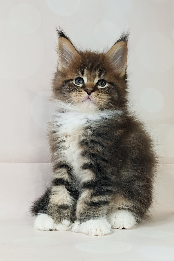 Hilton | Polydactyl Maine Coon Kitten