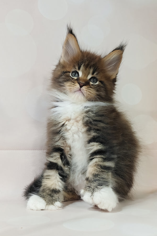 Hilton | Polydactyl Maine Coon Kitten