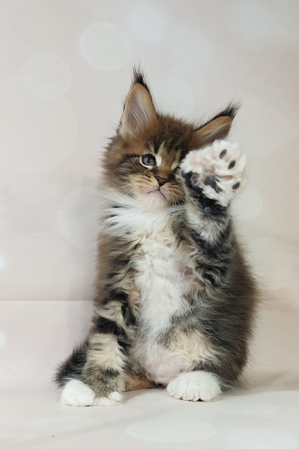 Hilton | Polydactyl Maine Coon Kitten